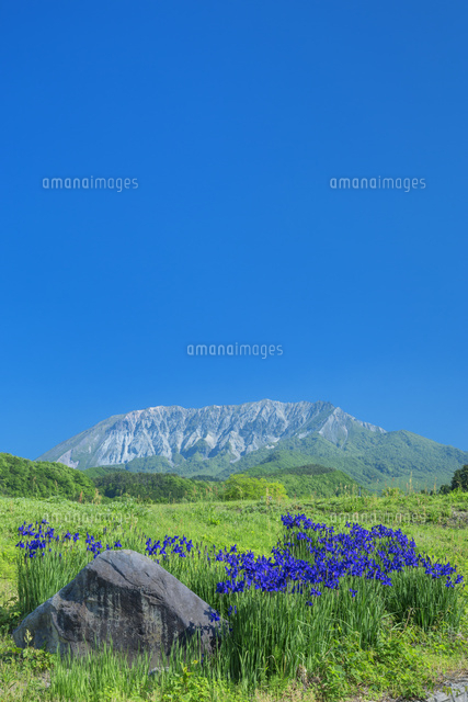 新緑の大山とアヤメ
(c)NOBUAKI SUMIDA/SEBUN PHOTO