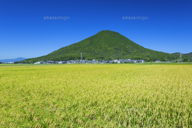 近江富士とイネ
(c)NOBUAKI SUMIDA/SEBUN PHOTO