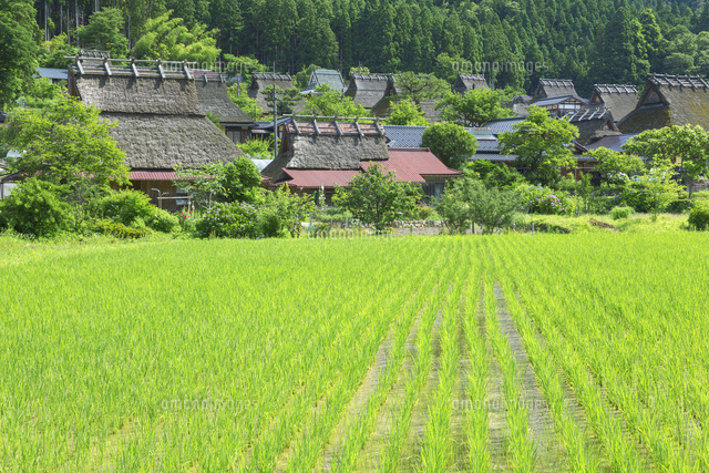 カヤブキの里と田園風景
(c)NOBUAKI SUMIDA/SEBUN PHOTO