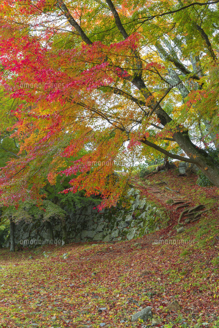 紅葉の津和野城跡
(c)NOBUAKI SUMIDA/SEBUN PHOTO