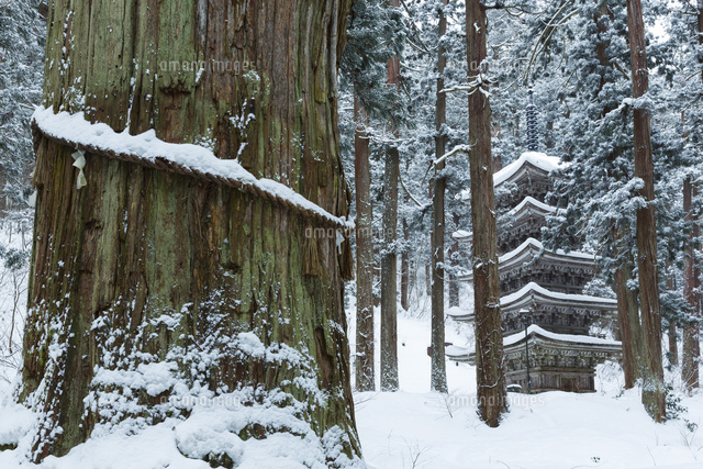 雪の爺杉と五重塔
(c)NOBUAKI SUMIDA/SEBUN PHOTO