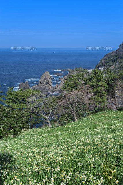 越前海岸のスイセン
(c)NOBUAKI SUMIDA/SEBUN PHOTO