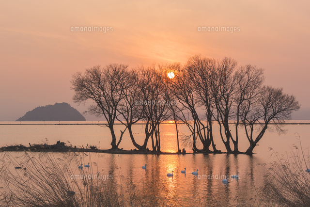 琵琶湖の夕日と白鳥
(c)NOBUAKI SUMIDA/SEBUN PHOTO