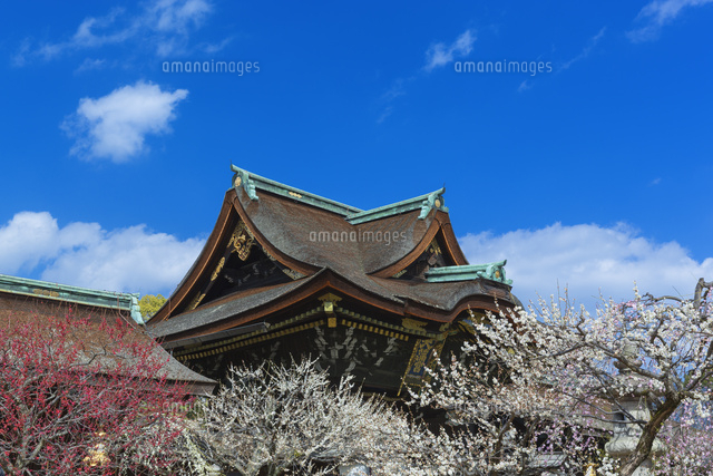 梅の北野天満宮の三光門
(c)NOBUAKI SUMIDA/SEBUN PHOTO
