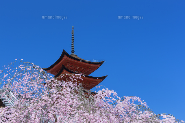 桜の厳島神社
(c)NOBUAKI SUMIDA/SEBUN PHOTO