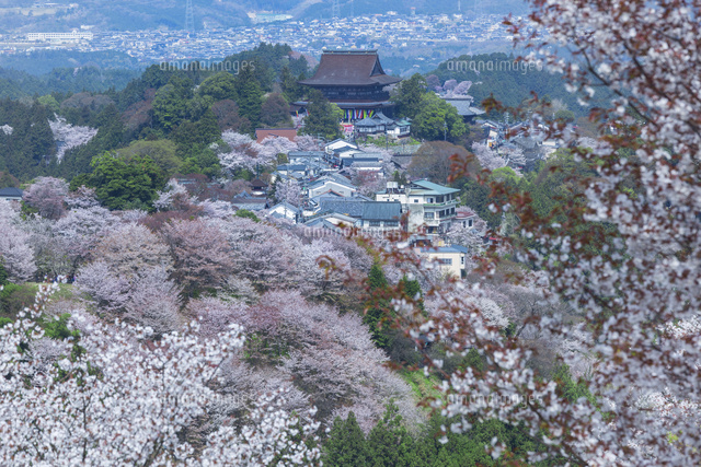 吉野山の桜と蔵王堂
(c)NOBUAKI SUMIDA/SEBUN PHOTO