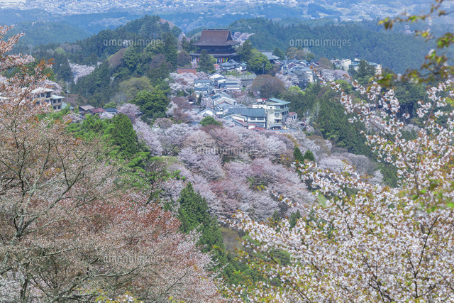 吉野山の桜と蔵王堂
(c)NOBUAKI SUMIDA/SEBUN PHOTO