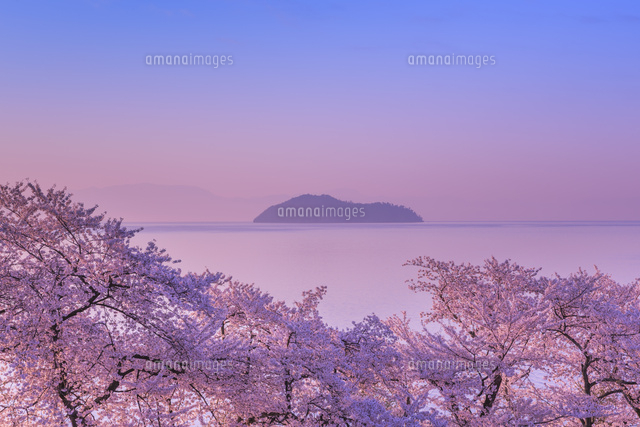 海津大崎の桜と朝焼け
(c)NOBUAKI SUMIDA/SEBUN PHOTO