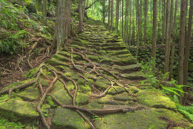 熊野古道の松本峠
(c)NOBUAKI SUMIDA/SEBUN PHOTO