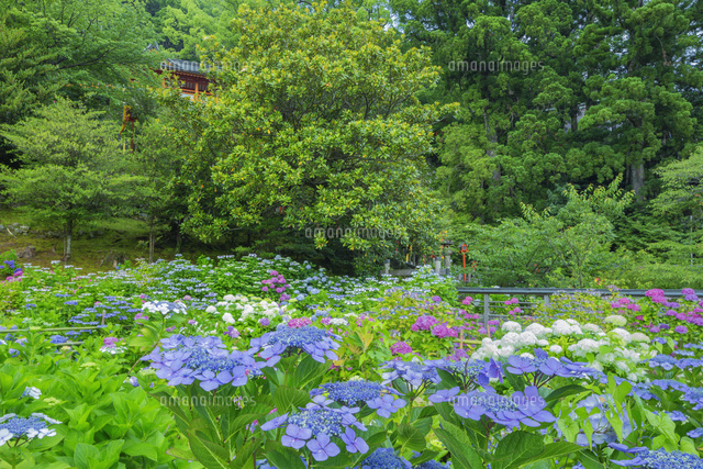 那智熊野大社のアジサイ園
(c)NOBUAKI SUMIDA/SEBUN PHOTO