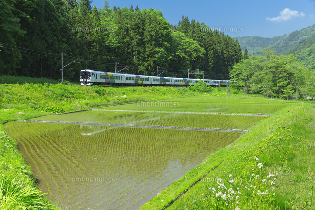新緑の電車と水田
(c)NOBUAKI SUMIDA/SEBUN PHOTO