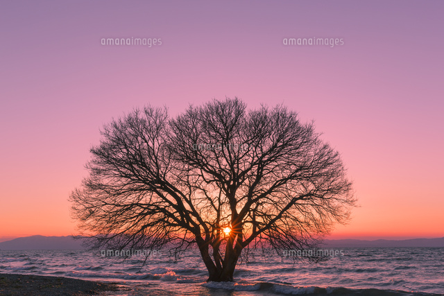 琵琶湖と一本の木と夕日
(c)NOBUAKI SUMIDA/SEBUN PHOTO