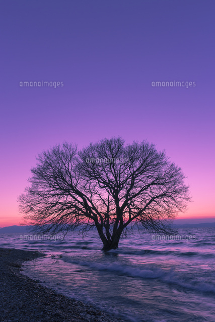 琵琶湖と一本の木と夕景
(c)NOBUAKI SUMIDA/SEBUN PHOTO