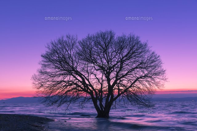 琵琶湖と一本の木と夕景
(c)NOBUAKI SUMIDA/SEBUN PHOTO