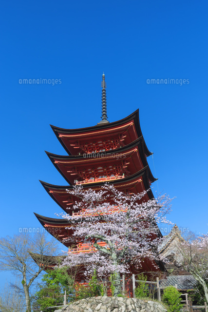 桜の厳島神社
(c)NOBUAKI SUMIDA/SEBUN PHOTO