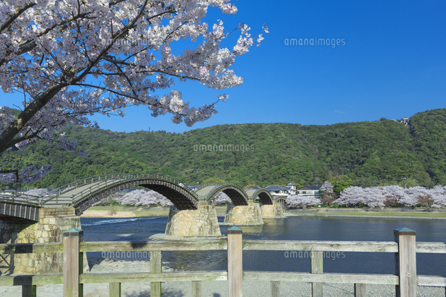 桜の錦帯橋
(c)NOBUAKI SUMIDA/SEBUN PHOTO