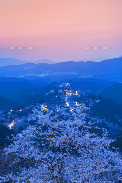 吉野山の桜の夕景
(c)NOBUAKI SUMIDA/SEBUN PHOTO