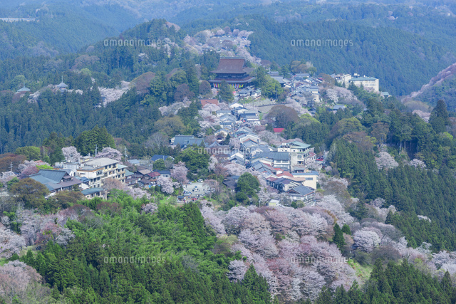 吉野山の桜と蔵王堂
(c)NOBUAKI SUMIDA/SEBUN PHOTO