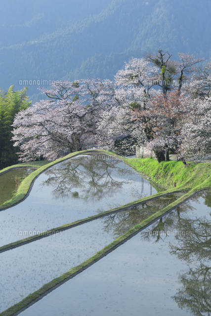 三多気の桜
(c)NOBUAKI SUMIDA/SEBUN PHOTO
