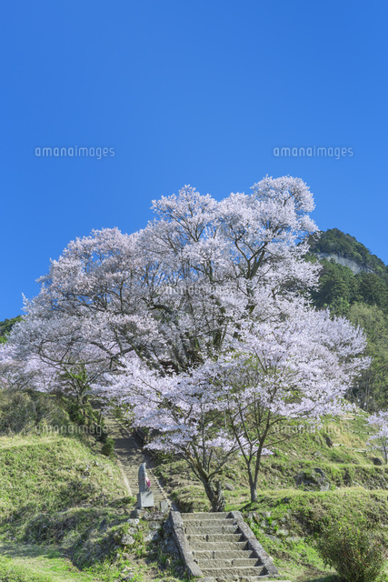 仏隆寺の千年桜
(c)NOBUAKI SUMIDA/SEBUN PHOTO