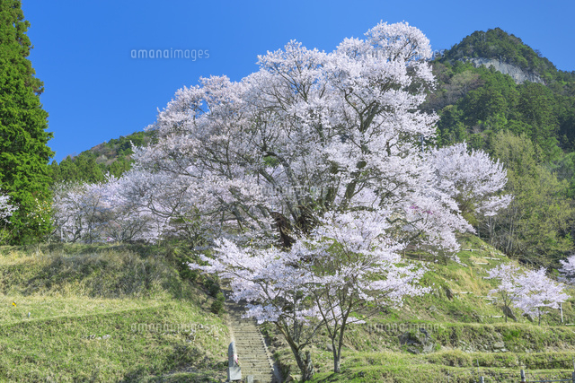 仏隆寺の千年桜
(c)NOBUAKI SUMIDA/SEBUN PHOTO