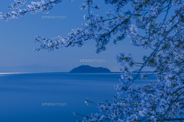 海津大崎の桜の夜景
(c)NOBUAKI SUMIDA/SEBUN PHOTO