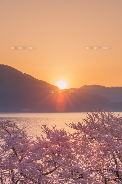 海津大崎の桜と朝日
(c)NOBUAKI SUMIDA/SEBUN PHOTO