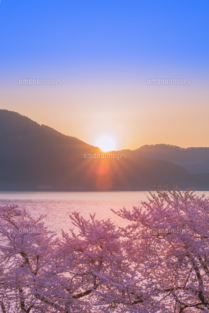 海津大崎の桜と朝日
(c)NOBUAKI SUMIDA/SEBUN PHOTO