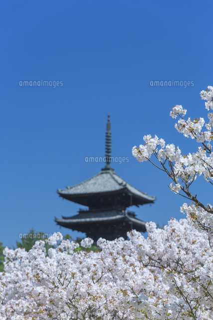 御室桜と五重塔
(c)NOBUAKI SUMIDA/SEBUN PHOTO