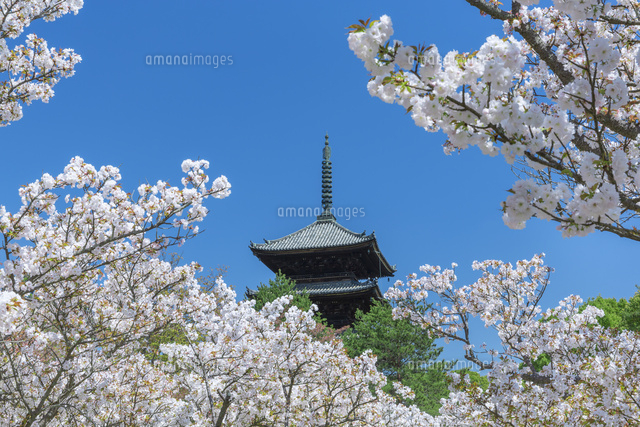 御室桜と五重塔
(c)NOBUAKI SUMIDA/SEBUN PHOTO