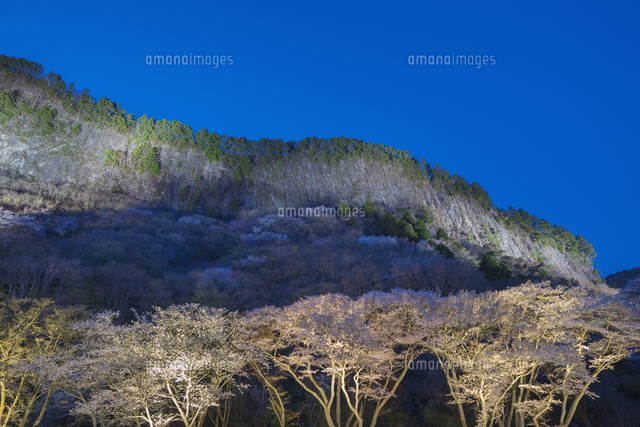 屏風岩と桜と夕景
(c)NOBUAKI SUMIDA/SEBUN PHOTO