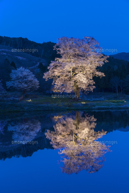千鳥別尺のヤマザクラ
(c)NOBUAKI SUMIDA/SEBUN PHOTO