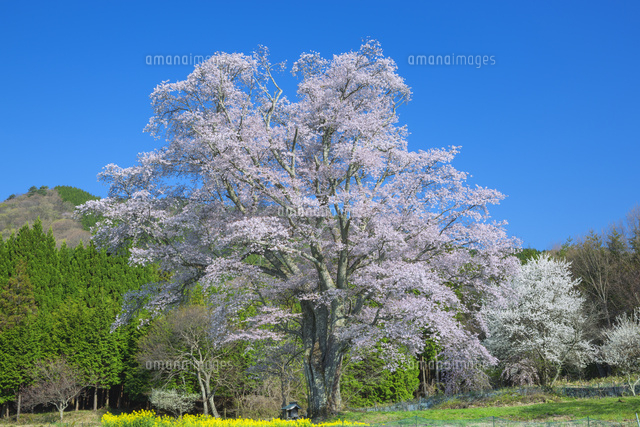 千鳥別尺のヤマザクラ
(c)NOBUAKI SUMIDA/SEBUN PHOTO