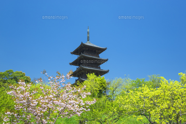 春の備中国分寺の五重塔
(c)NOBUAKI SUMIDA/SEBUN PHOTO