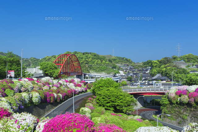 ツツジと音戸大橋
(c)NOBUAKI SUMIDA/SEBUN PHOTO