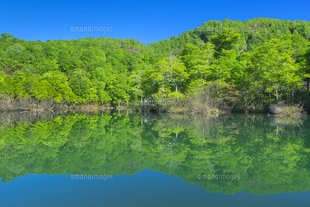 新緑の鎌池
(c)NOBUAKI SUMIDA/SEBUN PHOTO
