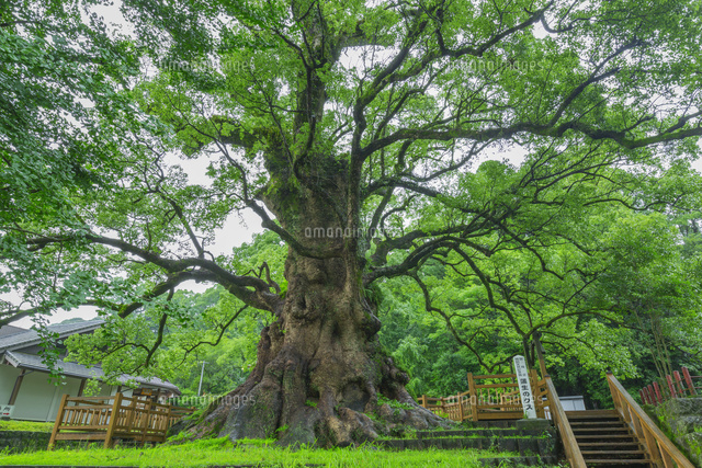 蒲生の大クス
(c)NOBUAKI SUMIDA/SEBUN PHOTO