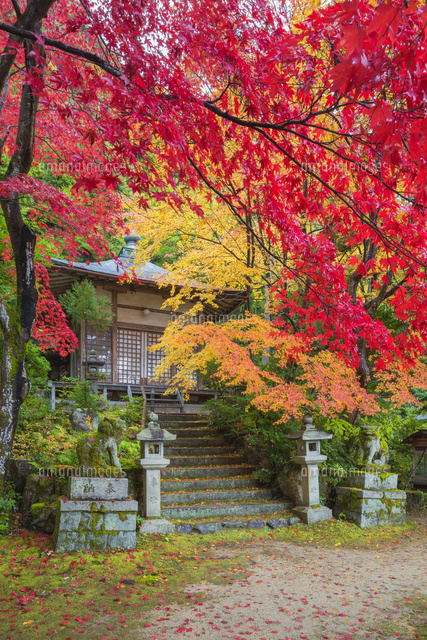 紅葉の護法堂弁財天
(c)NOBUAKI SUMIDA/SEBUN PHOTO
