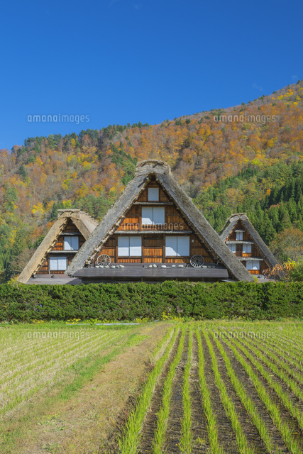 秋の白川郷
(c)NOBUAKI SUMIDA/SEBUN PHOTO