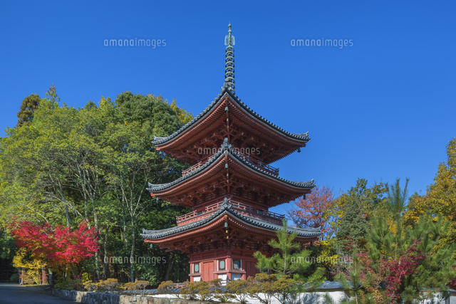 秋の宝福寺三重塔
(c)NOBUAKI SUMIDA/SEBUN PHOTO