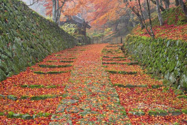紅葉の百済寺
(c)NOBUAKI SUMIDA/SEBUN PHOTO