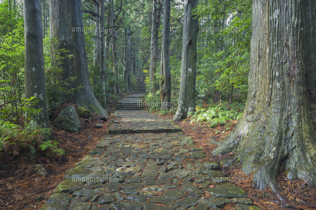 雨の熊野古道
(c)NOBUAKI SUMIDA/SEBUN PHOTO