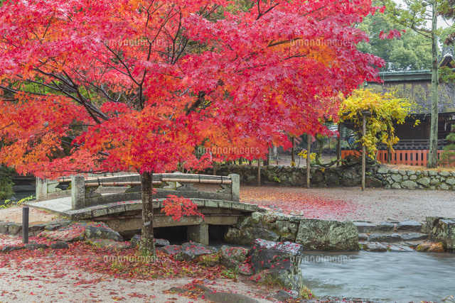 紅葉の上賀茂神社
(c)NOBUAKI SUMIDA/SEBUN PHOTO