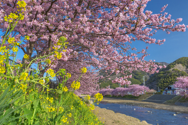 河津桜とナノハナ
(c)NOBUAKI SUMIDA/SEBUN PHOTO
