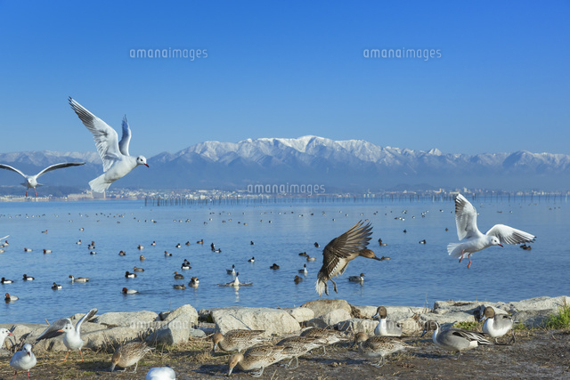 比良山と琵琶湖と水鳥
(c)NOBUAKI SUMIDA/SEBUN PHOTO