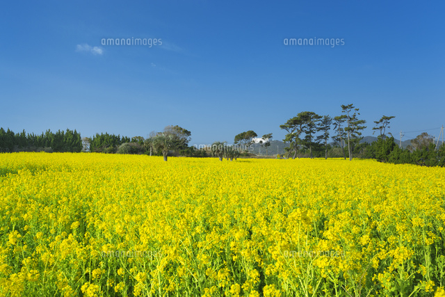 ナノハナと青空
(c)NOBUAKI SUMIDA/SEBUN PHOTO