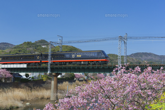 河津桜と黒船電車
(c)NOBUAKI SUMIDA/SEBUN PHOTO