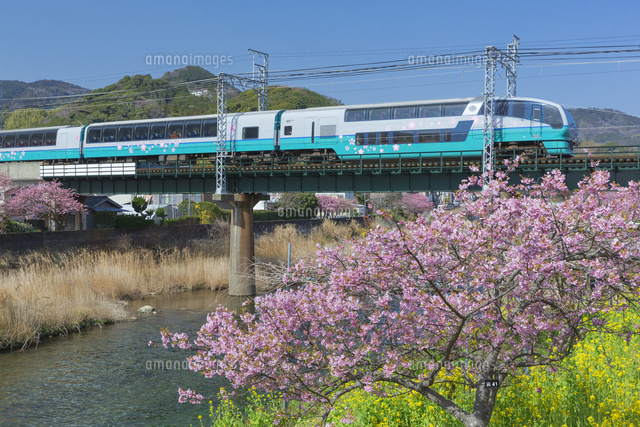 河津桜とスーパービュー踊り子号
(c)NOBUAKI SUMIDA/SEBUN PHOTO