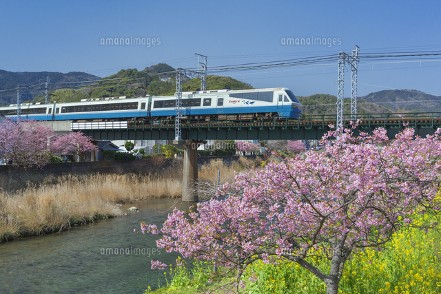 河津桜とリゾートドルフィン号
(c)NOBUAKI SUMIDA/SEBUN PHOTO
