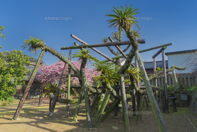 新町の大ソテツ
(c)NOBUAKI SUMIDA/SEBUN PHOTO